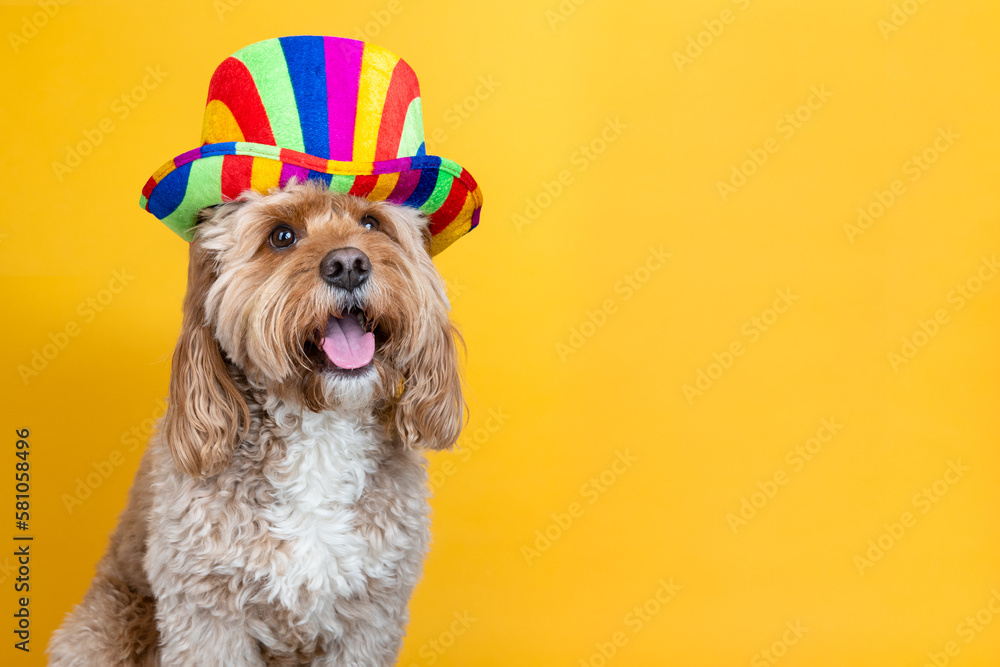 Dog with a multi-coloured hat