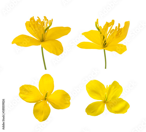 Celandine flowers set