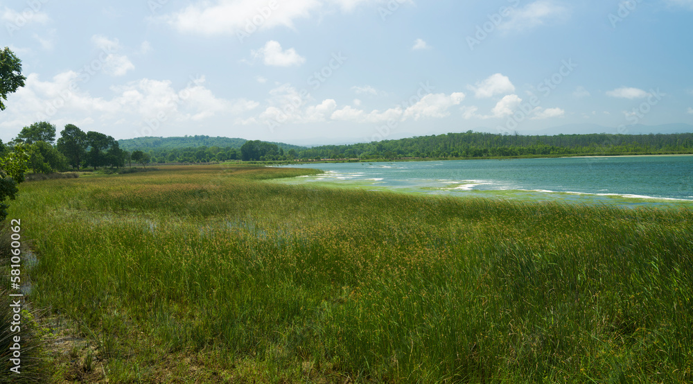 Aquatic plants and turquoise lake.