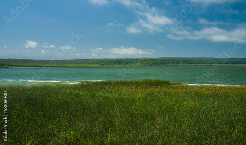 Aquatic plants and turquoise lake.