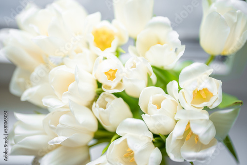 White tulips on white blurred background, congratulations. 