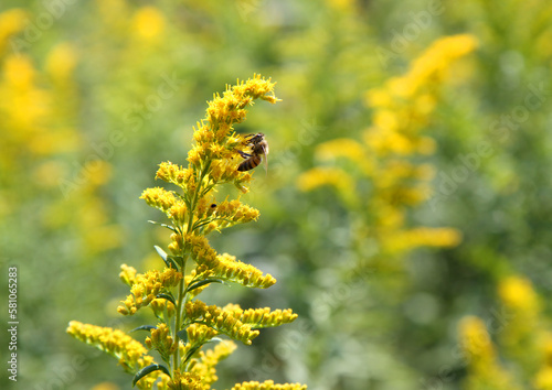 Honey Bee getting Pollen from Goldenrod Plant in Indianapolis, IN