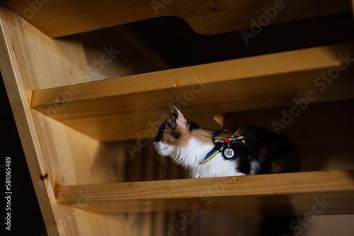 Kitty with cat leash in Ukraine flag and chip with a code when the animal is lost, sit on wooden stairs.