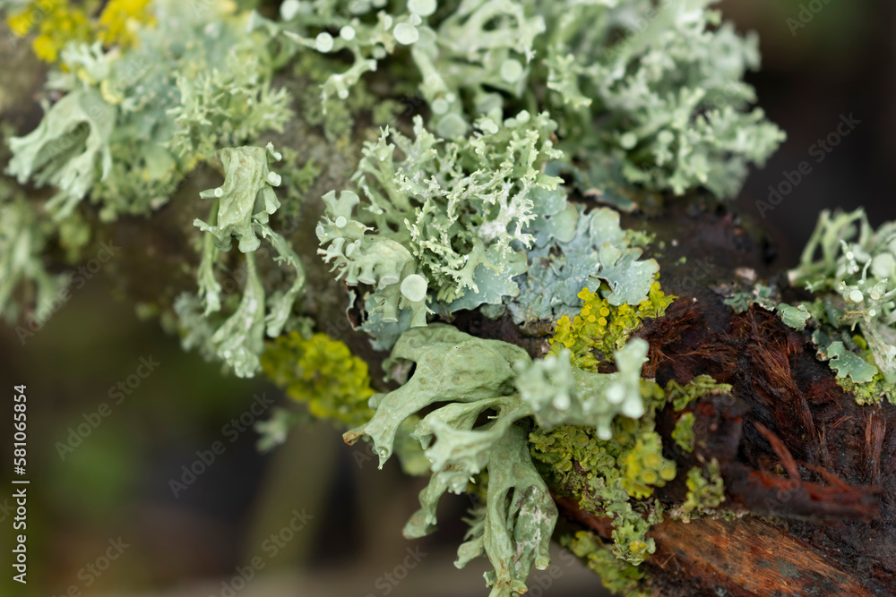 Lichen Xanthoria parietina and other lichens on dead branch Lichen Xanthoria parietina and other lichens on dead branch