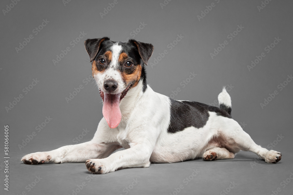 cute jack russell terrier dog lying on the floor in the studio on a grey background