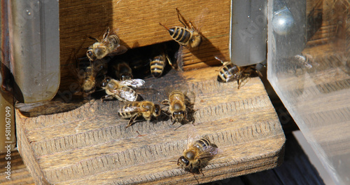Bees buzz around building honeycombs and feeding the brood
