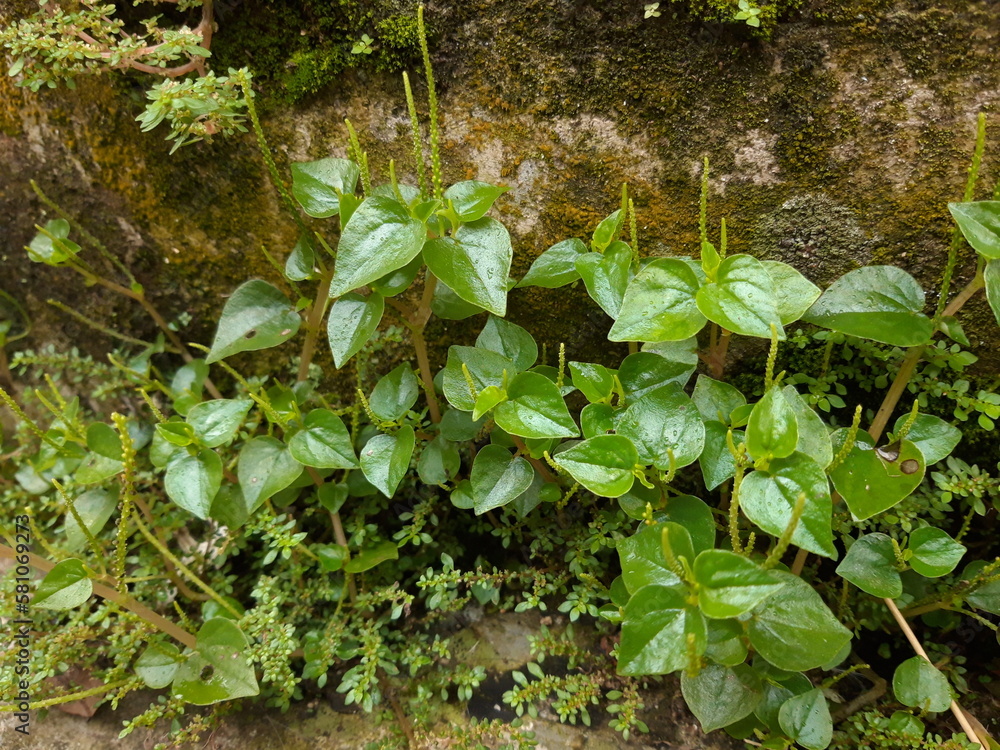 leaves on the wall leaves on the wall