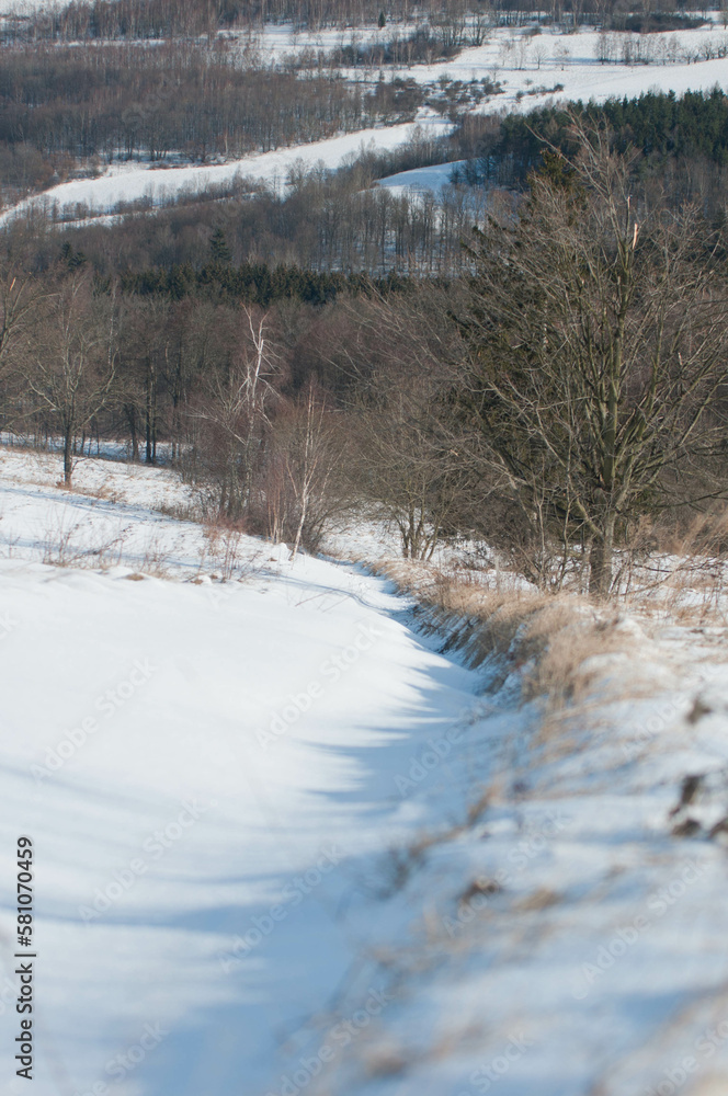 Forest, winter lindscape, tree Forest, winter lindscape, tree