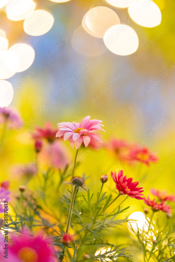 Fototapeta premium コスモスの花