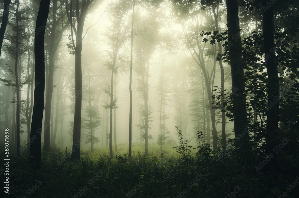 Naklejka premium green woods in fog, natural landscape
