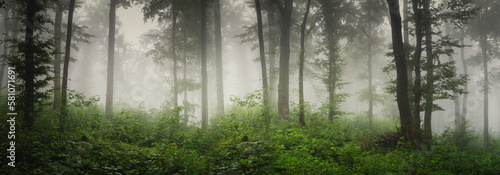 Εκτύπωση καμβά high resolution misty green forest panorama