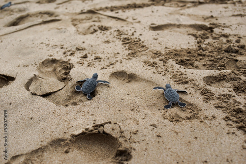 Two turtles walking on the beach in Sukabumi, Indonesia photo