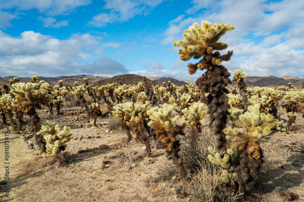 Teddy Bear Cholla Cactus at Joshua Tree National Park Teddy Bear Cholla Cactus at Joshua Tree National Park