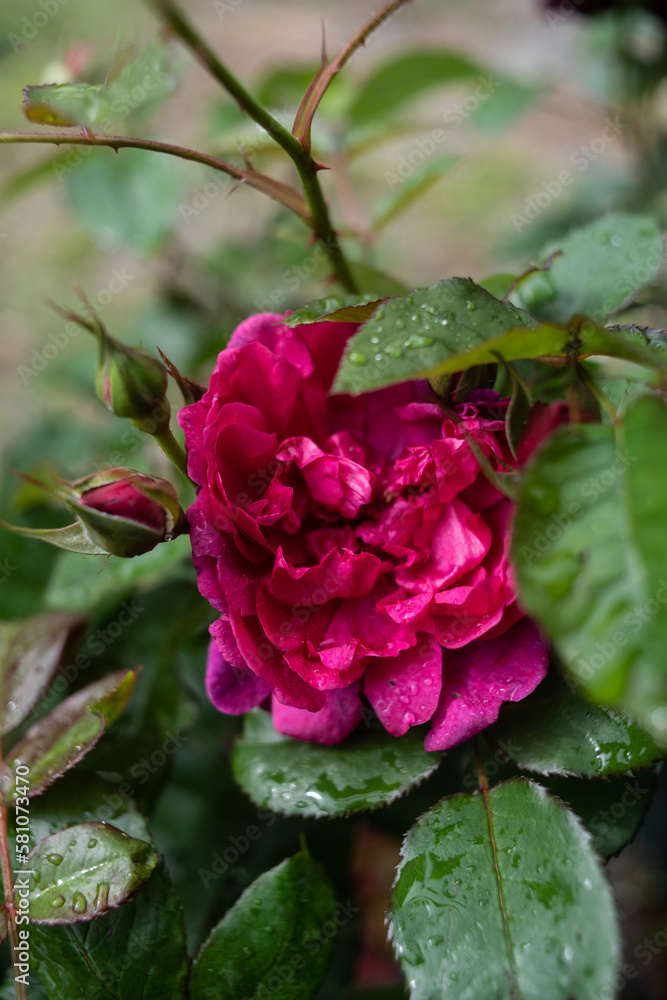 une rose ancienne sur le rosier