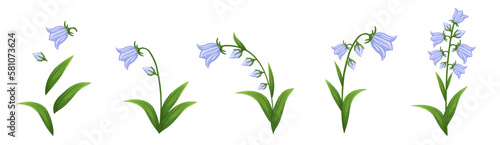Bluebell flowers set. Floral plants with blue blooms. Botanical vector illustration isolated on white background.