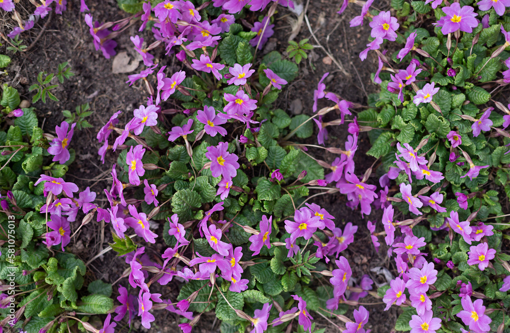 Fototapeta premium Violet flowers blooming in spring. Top view