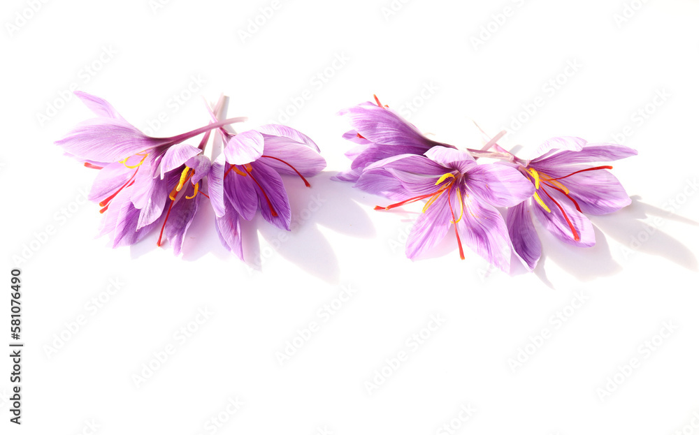 Floral pattern made of the pink saffron crocus. Flat lay, top view. Valentine's background. Floral pattern. The pattern of flowers. Flowers pattern texture. Floral pattern made of the pink saffron crocus. Flat lay, top view. Valentine's background. Floral pattern. The pattern of flowers. Flowers pattern texture.