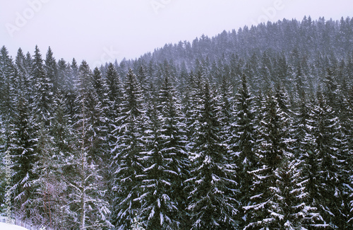 Dense coniferous forest in Sortavala on Mount Paaso in the Republic of Karelia, Russia photo