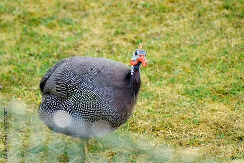 beautiful Common guinea fowl, bird from order Galliformes on spring green grass, Numida meleagris, concept of nesting and breeding birds, wildlife protection, migration of feathered