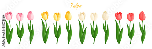 Tulips flowers set. Floral plants with bright petals. Botanical vector illustration on isolated background. Spring flowers for women's day, mother's day, easter and other holidays. #581078860