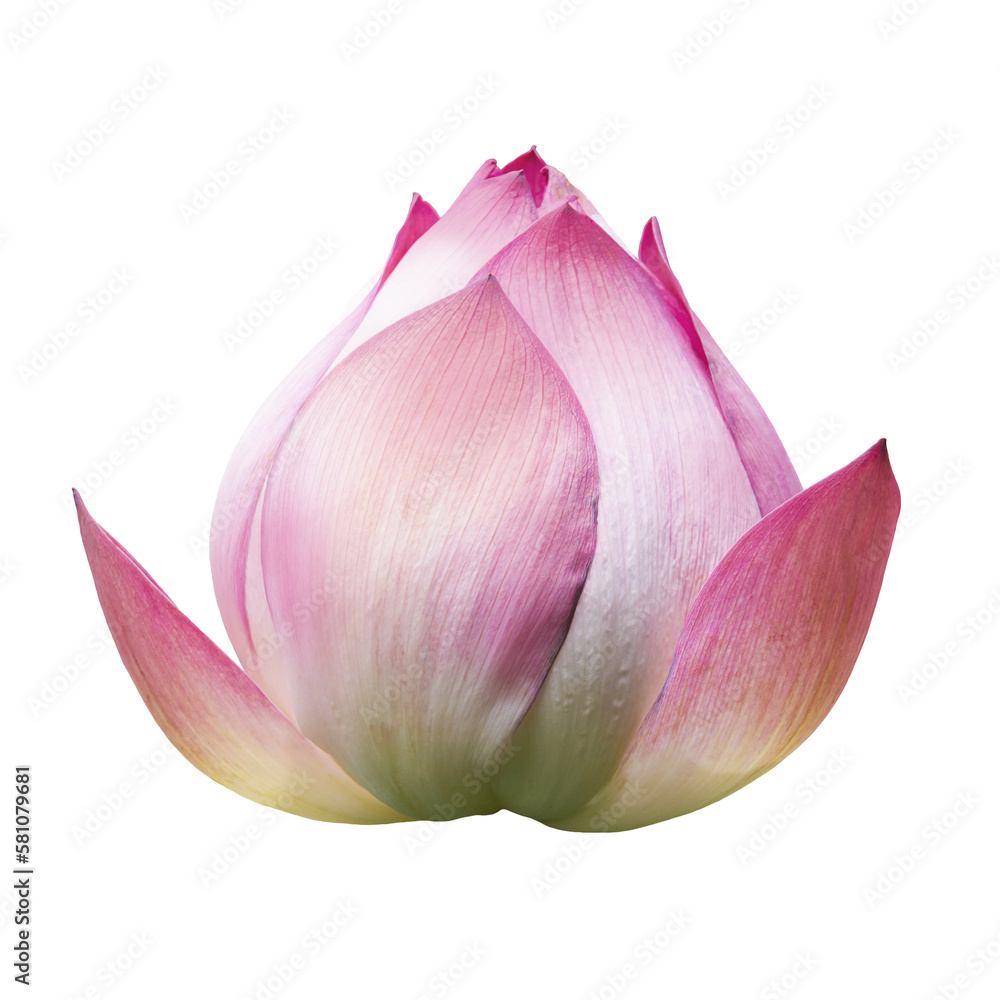 Pink Lotus flower Isolated On White Background.