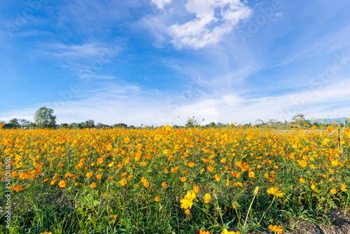 The Yellow colour cosmos flowers field with blue sky are most favorite planted in Thailand.