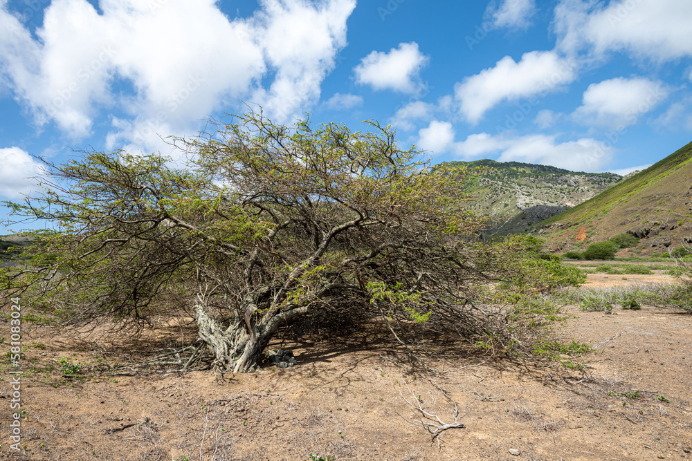 Ascension island, south east crater, Ascension island.