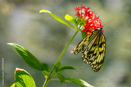 Pretty colorful butterfly foraging on a flower under the sun