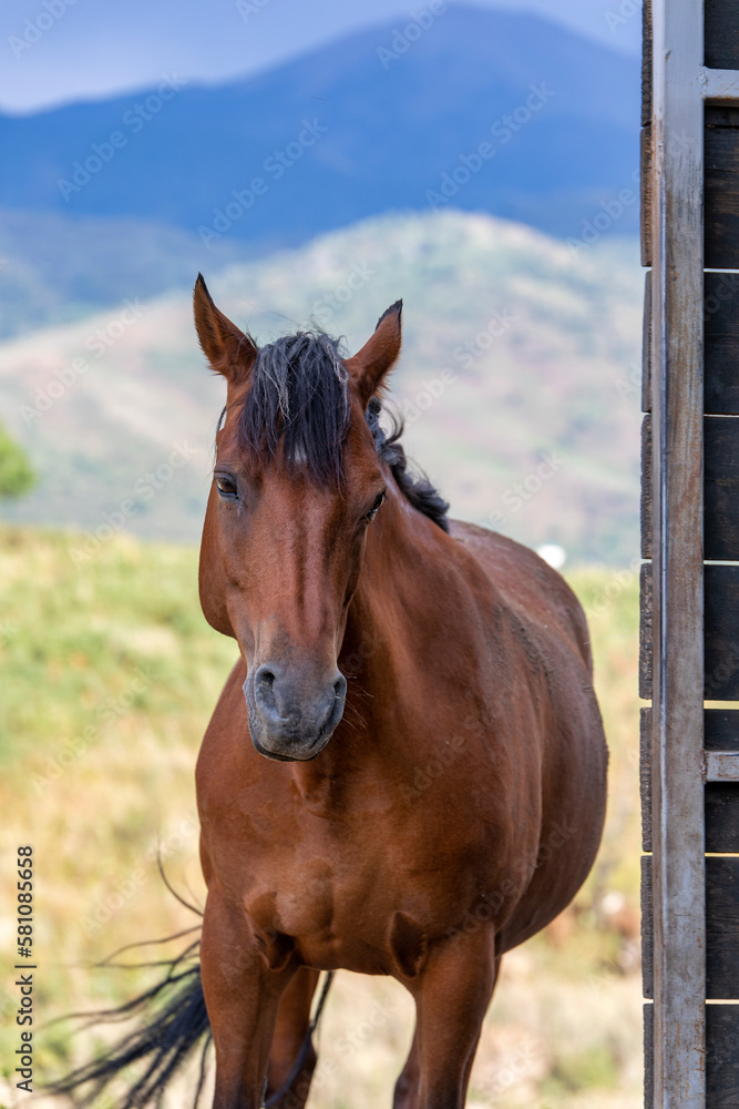 Fototapeta premium portrait of a horse