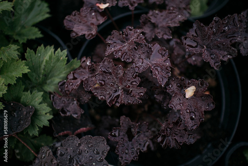 High angle view of purple leaves