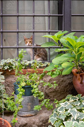 Cat sitting in front of the window with the green plants in the foreground