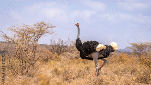 Male somali ostrich walking around in Samburu National Reserve, Kenya.