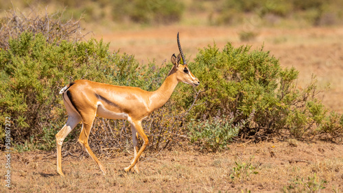 Closeup of Grant's Gazelle ( Gazella granti, robertsi or 