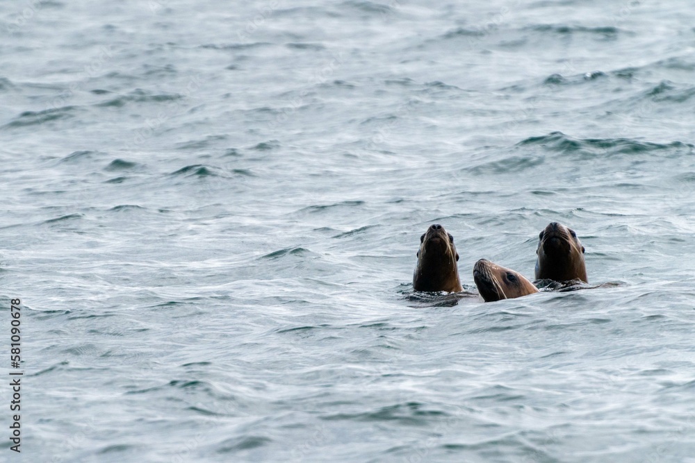 Fototapeta premium three sea lions swimming right to left with head above water