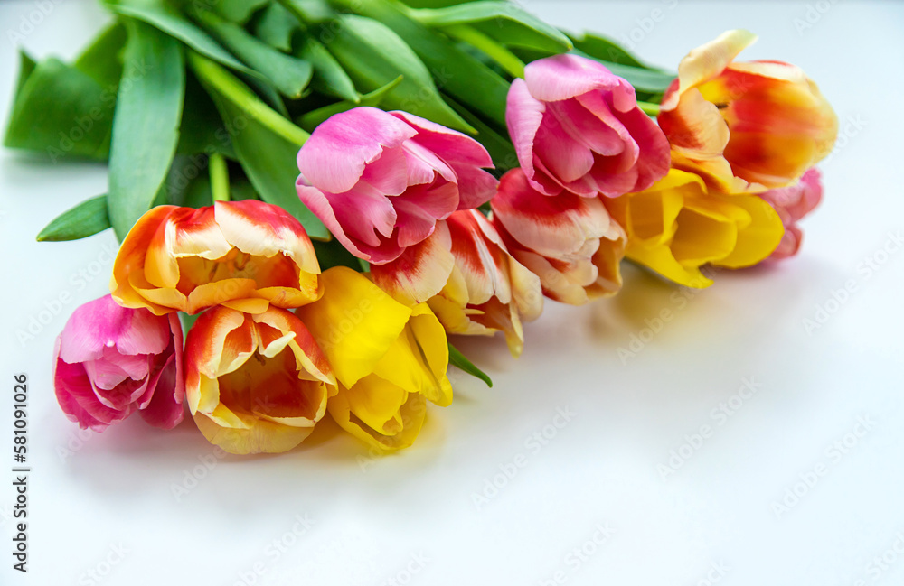 Flowers tulips on a white background. Selective focus. Flowers tulips on a white background. Selective focus.