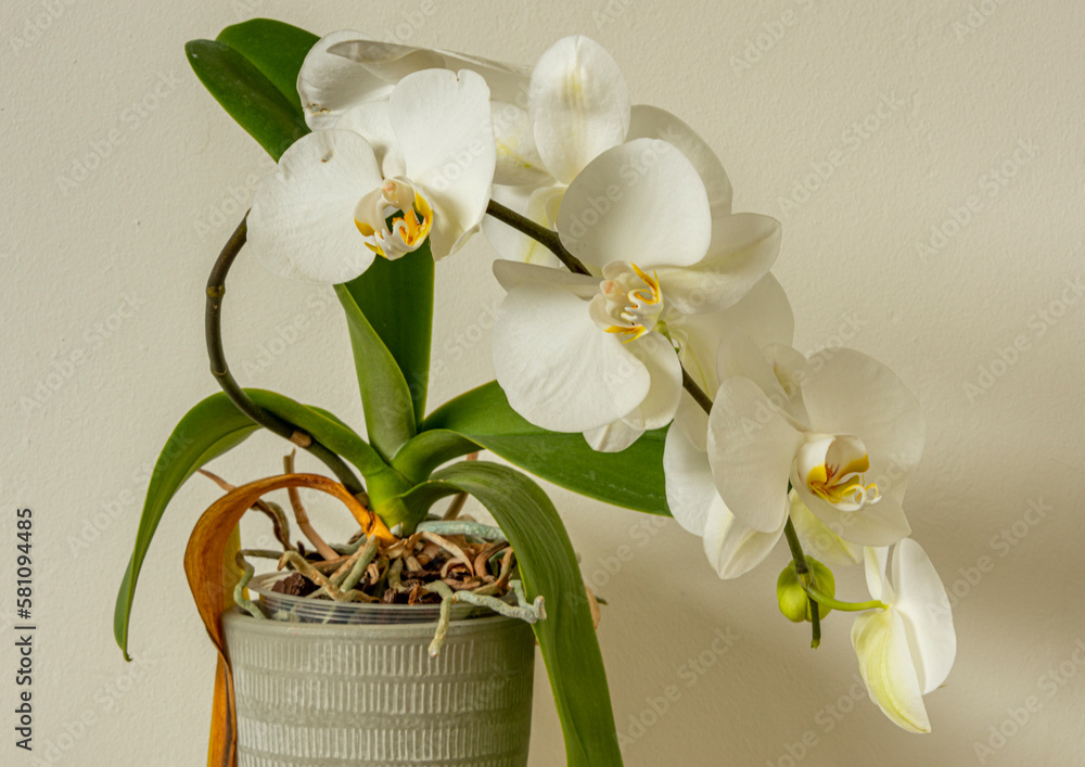 White orchid plant in full flower - obrazy, fototapety, plakaty 