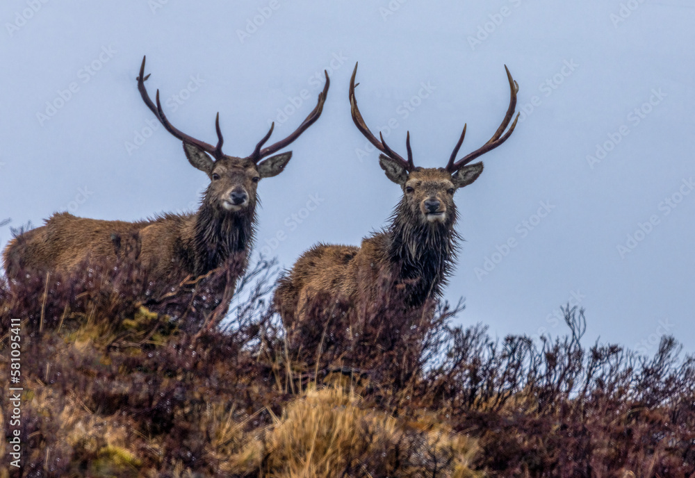 Two mighty stags with huge antlers standing on the hillside in the rain in Scotland