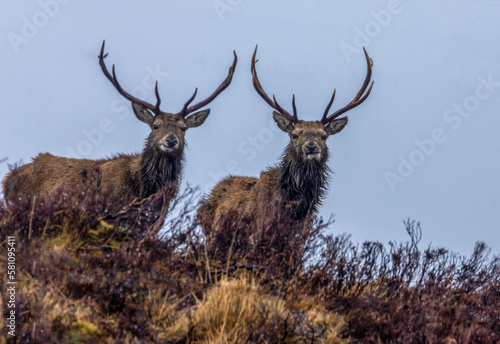 Two mighty stags with huge antlers standing on the hillside in the rain in Scotland © Sarah