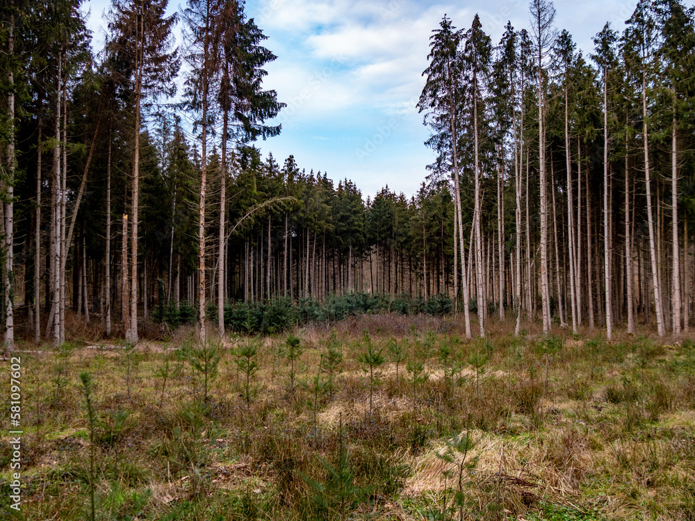Wiederaufforstung im Mischwald Wiederaufforstung im Mischwald