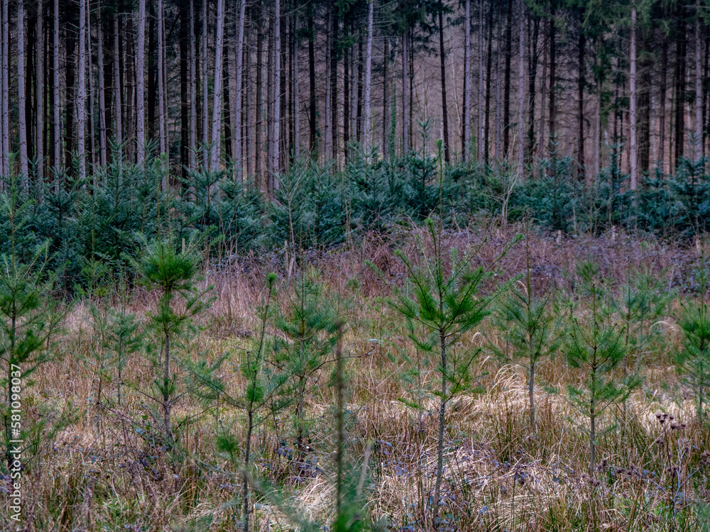 Wiederaufforstung im Mischwald Wiederaufforstung im Mischwald