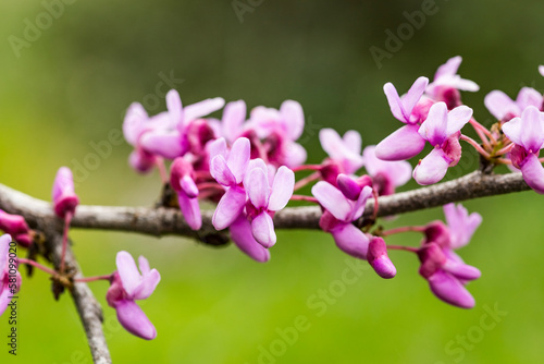 Cercis siliquastrum or Judas tree, ornamental tree blooming with beautiful pink colored flowers. Eastern redbud tree blossoms in spring time. Soft focus, blurred background. Spring in Israel
