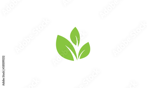 green plant isolated on white background