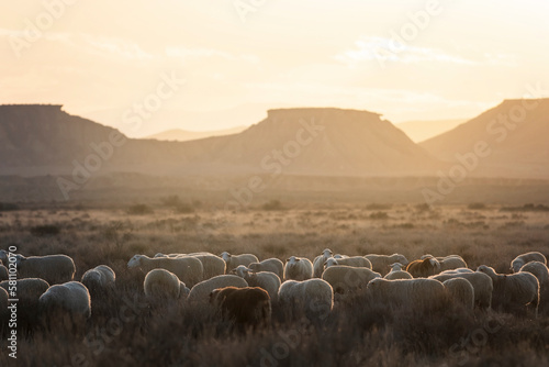 A herd of sheep in the backlight at sunset. Mountains in the background
