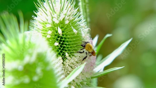 winged single insect with wings, bee carpenter purple, Xylocopa violacea, Apidae collects nectar flower Echinops, makes honey, beekeeping, getting useful honey, natural ecological product, save nature