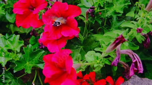 winged single insect, bee carpenter purple, Xylocopa violacea, Apidae collects nectar from red petunia flower, makes honey, beekeeping, getting useful honey, natural ecological product, save nature