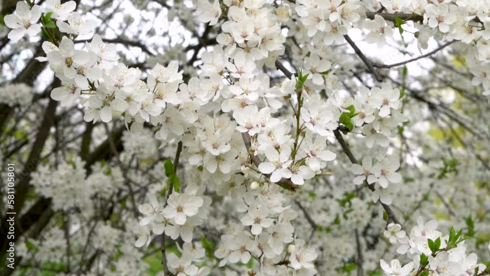 blooming white apple tree cherry sakura tree in spring close-up of a branch with flowers. High quality 4k footage 4 k video blooming white apple tree cherry sakura tree in spring close-up of a branch with flowers. High quality 4k footage 4 k video