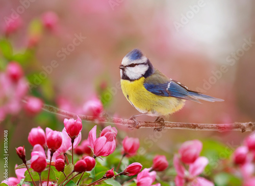 a small azure songbird in a spring flowering garden sits on an apple tree branch with rosebuds © nataba