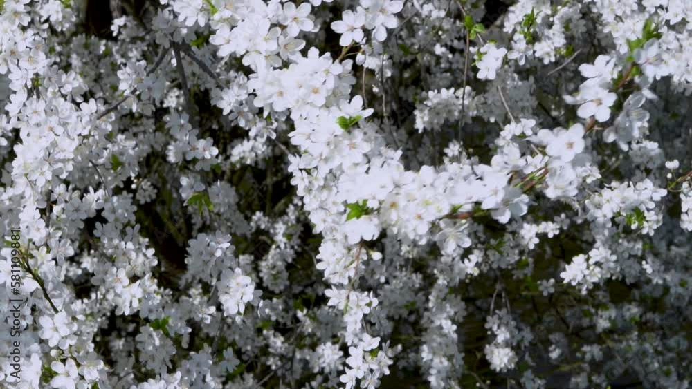 blooming white apple tree cherry sakura tree in spring close-up of a branch with flowers. High quality 4k footage 4 k video blooming white apple tree cherry sakura tree in spring close-up of a branch with flowers. High quality 4k footage 4 k video