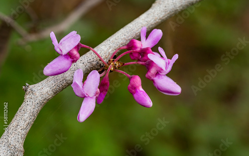Cercis siliquastrum or Judas tree, ornamental tree blooming with beautiful pink colored flowers. Eastern redbud tree blossoms in spring time. Soft focus, blurred background. Spring in Israel photo