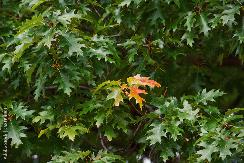 Red Oak Branches With Green Leaves Nature Background Green Leaf Of red-oak-branches-with-green-leaves-nature-background-green-leaf-of